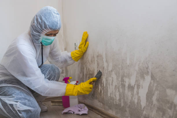 Best Basement Mold Remediation in Olympia Heights, FL
